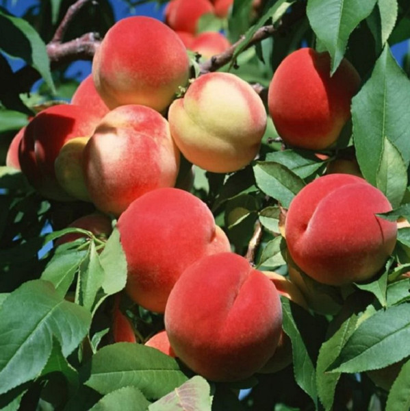 Seedlings of peach in bulk from the manufacturer RB.