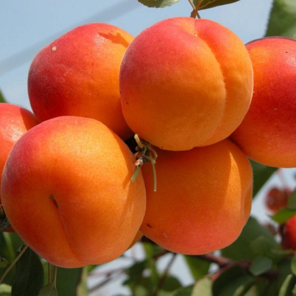 Seedlings of apricot wholesale from the manufacturer RB.
