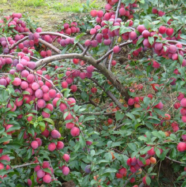 Seedlings of cherry-plum in bulk from the manufacturer RB.
