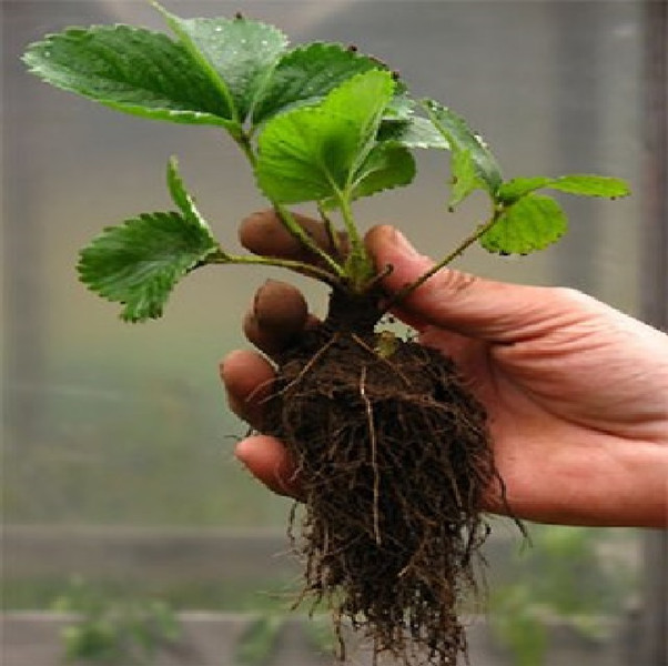 Seedlings of garden strawberry (strawberries) from the manufacturer the Republic of Belarus.