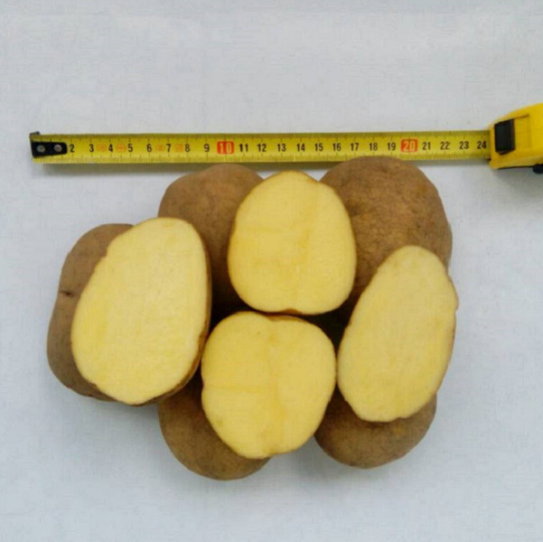Kartoffeln Lebensmittel Vineta 5+ RB vom Hersteller geliefert