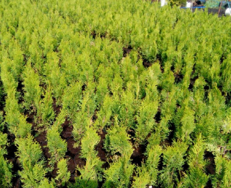 Seedlings Arborvitae wholesale from the manufacturer RB