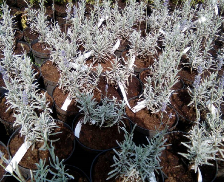 Seedlings of lavender in bulk from the manufacturer RB