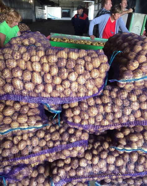 Potatoes wholesale from KFKH 12.5 rubles. kg. Caliber 5+