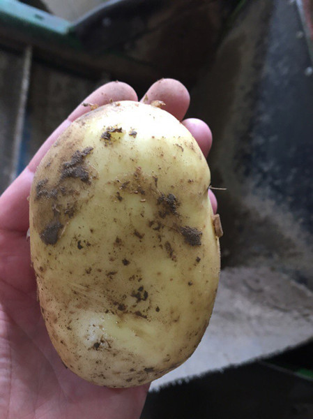 Potatoes wholesale