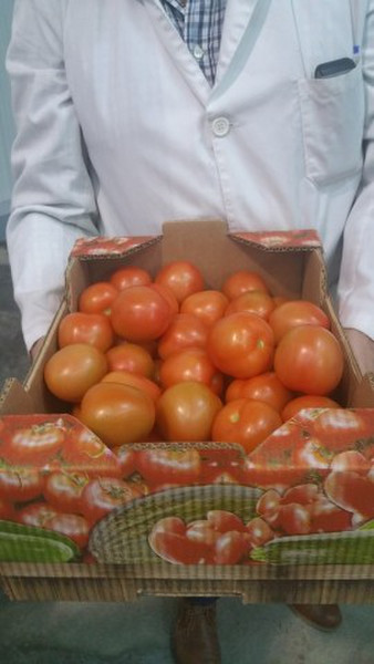 Sell tomatoes from Spain