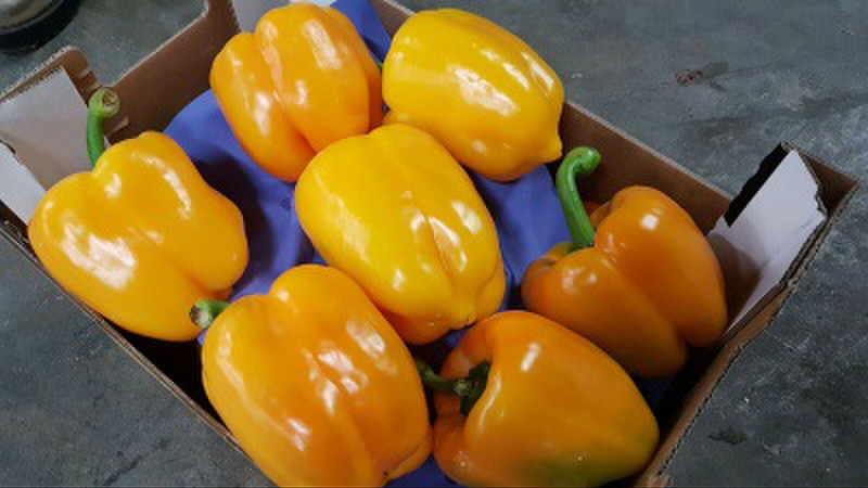 Sell pepper from Spain