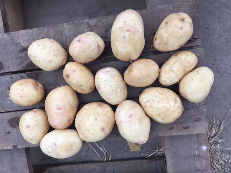 Potatoes from the manufacturer