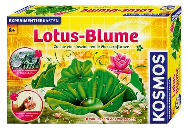 Kosmos Lotus-Blume