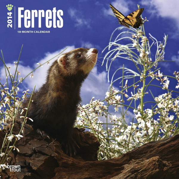 BrownTrout Ferrets 2014 Wand Kalender