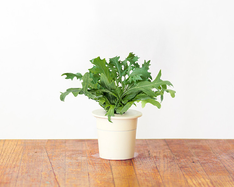 Click & Grow 4742793006901 3шт Leaf mustard (Wasabina) Заправка комплект для домашнего садоводства и материал для него