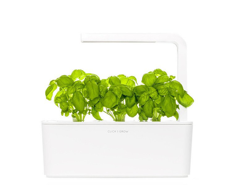 Click & Grow Basil Refill (3-pack)