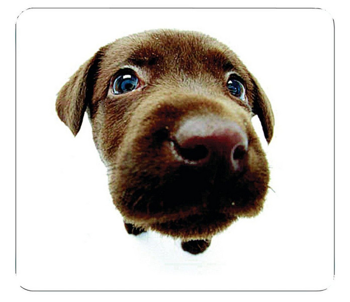 Allsop Chocolate Lab Brown mouse pad