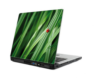 Lavatelli Coccinella